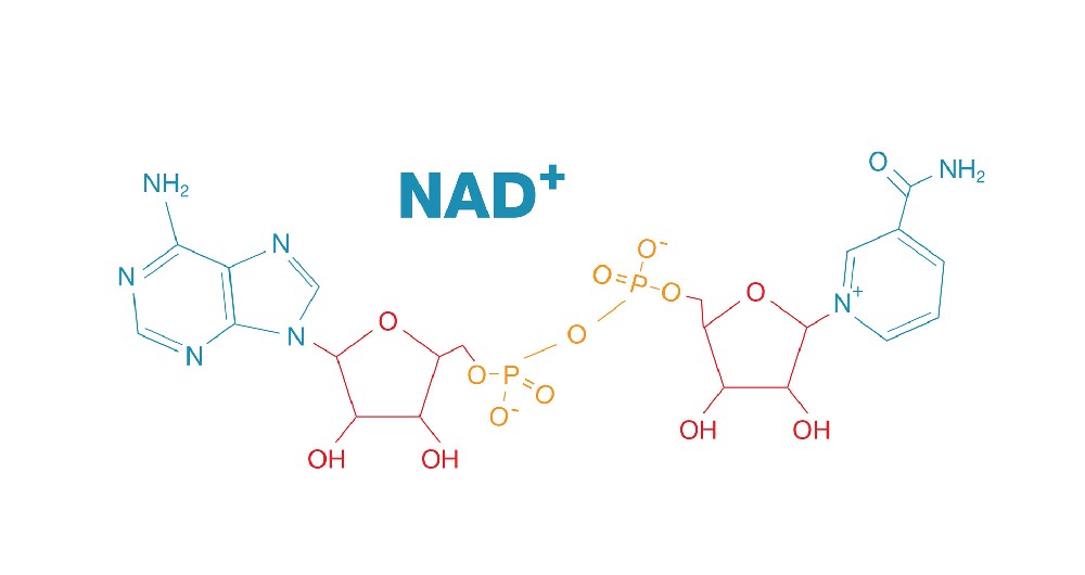 What are the benefits of nad?