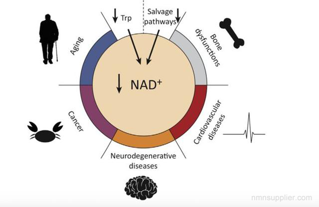 what does nad+ do for the body