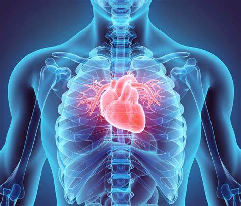 Significant anti-aging effects on heart demonstrated with 50 times higher dosage drug combination.